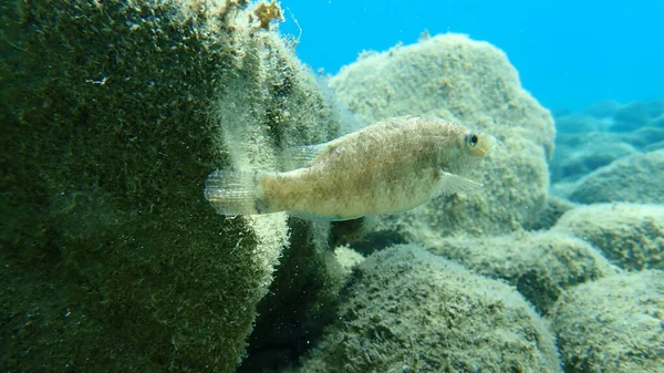 Wrasse Grise Symphodus Cinereus Mer Égée Grèce Halkidiki — Photo