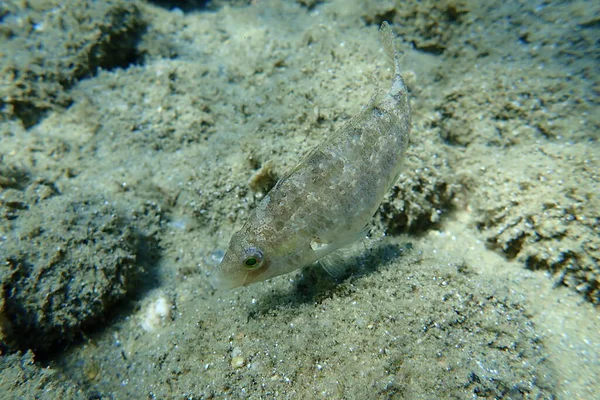 Den Grå Rutan Symphodus Cinereus Egeiska Havet Grekland Halkidiki — Stockfoto