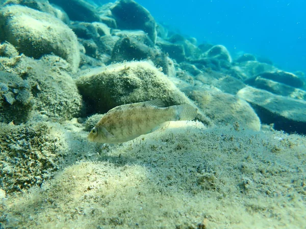 Wrasse Szare Symphodus Cinereus Morze Egejskie Grecja Halkidiki — Zdjęcie stockowe