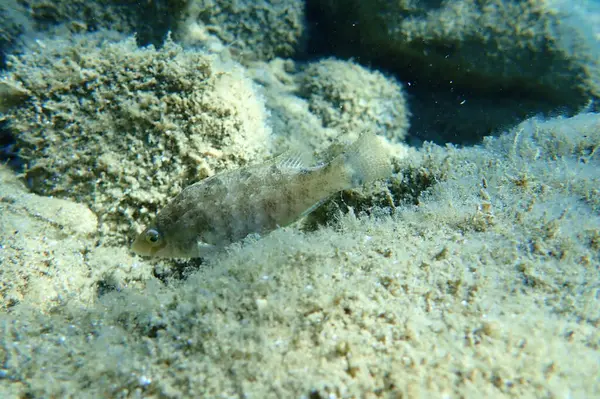 Donzella Grigia Symphodus Cinereus Mar Egeo Grecia Calcidica — Foto Stock