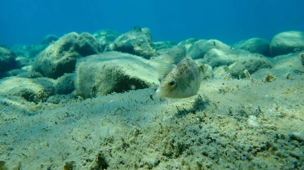 Wrasse Szare Symphodus Cinereus Morze Egejskie Grecja Halkidiki — Zdjęcie stockowe