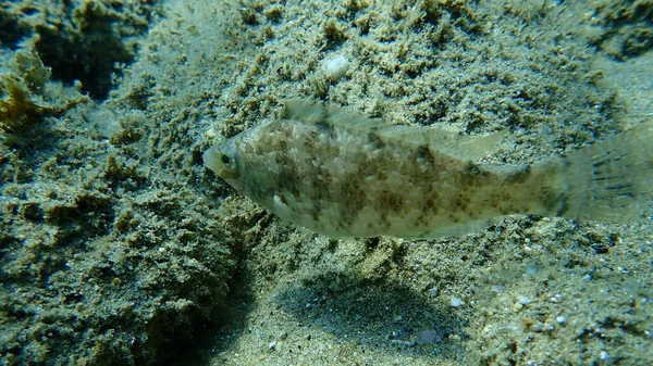 Grey Wrasse Symphodus Cinereus Egejské Moře Řecko Halkidiki — Stock fotografie