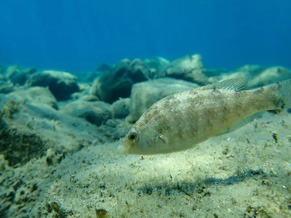 Wrasse Szare Symphodus Cinereus Morze Egejskie Grecja Halkidiki — Zdjęcie stockowe