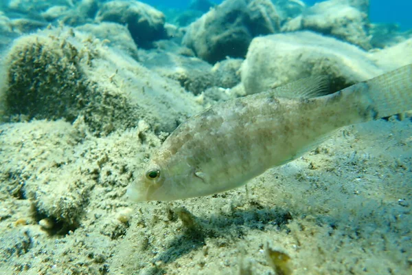 Grey Wrasse Symphodus Cinereus Egejské Moře Řecko Halkidiki — Stock fotografie