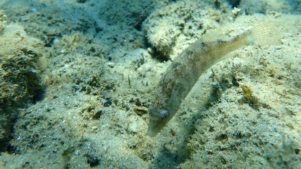 Grey Wrasse Symphodus Cinereus Egejské Moře Řecko Halkidiki — Stock fotografie