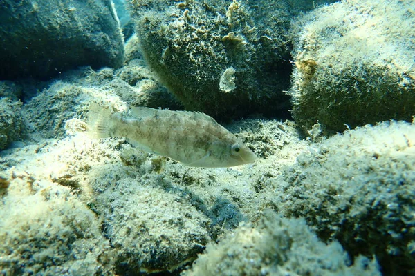 Gri Wrasse Symphodus Cinereus Ege Denizi Yunanistan Halkidiki — Stok fotoğraf