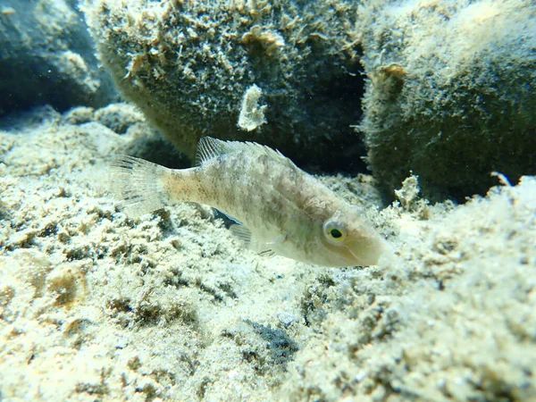 Der Graue Lippfisch Symphodus Cinereus Ägäis Griechenland Chalkidiki — Stockfoto