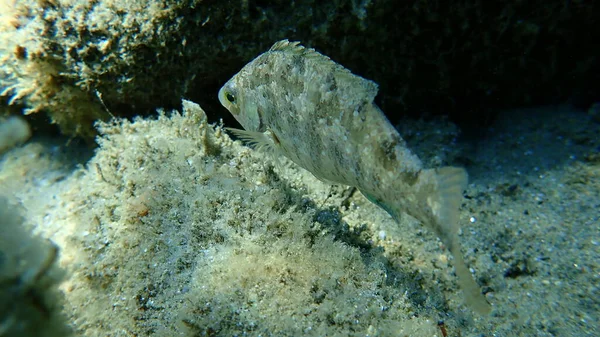 Donzella Grigia Symphodus Cinereus Mar Egeo Grecia Calcidica — Foto Stock