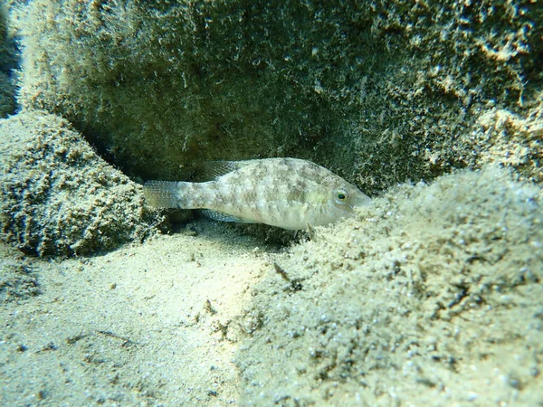 Gri Wrasse Symphodus Cinereus Ege Denizi Yunanistan Halkidiki — Stok fotoğraf