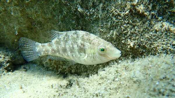 Gri Wrasse Symphodus Cinereus Ege Denizi Yunanistan Halkidiki — Stok fotoğraf