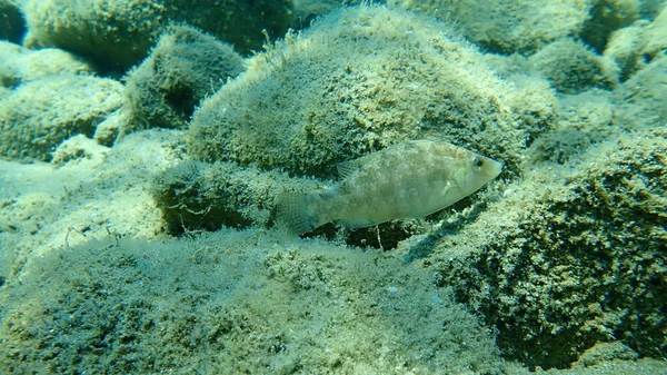 Grey Wrasse Symphodus Cinereus Aegean Sea Greece Halkidiki — Stock Photo, Image