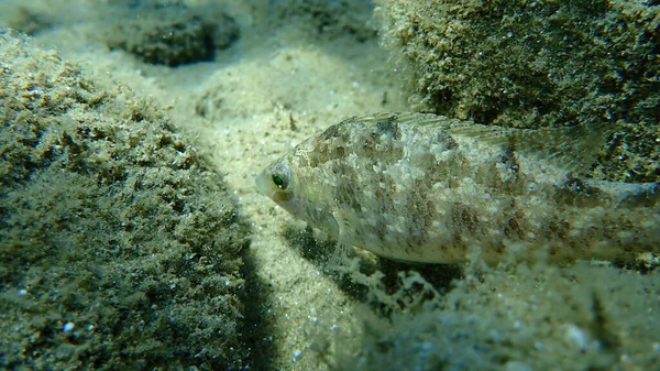 Den Grå Rutan Symphodus Cinereus Egeiska Havet Grekland Halkidiki — Stockfoto