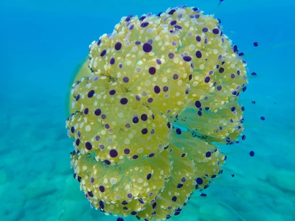 Mediterranean Jellyfish Mediterranean Jelly Fried Egg Jellyfish Cotylorhiza Tuberculata Aegean — Stock Photo, Image