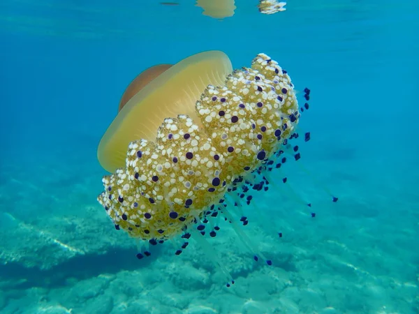 Medusas Mediterráneas Gelatina Mediterránea Medusas Huevo Frito Cotylorhiza Tuberculata Mar — Foto de Stock