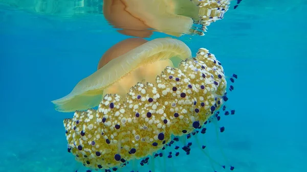 Medusas Mediterráneas Gelatina Mediterránea Medusas Huevo Frito Cotylorhiza Tuberculata Mar — Foto de Stock