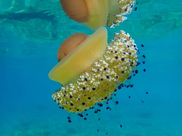 Medusas Mediterráneas Gelatina Mediterránea Medusas Huevo Frito Cotylorhiza Tuberculata Mar — Foto de Stock