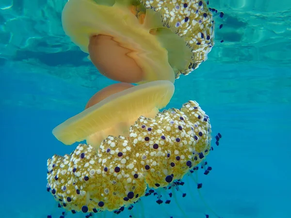 Akdeniz Anası Akdeniz Denizanası Veya Kızarmış Yumurta Denizanası Cotylorhiza Tuberculata — Stok fotoğraf
