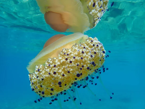 Medusas Mediterráneas Gelatina Mediterránea Medusas Huevo Frito Cotylorhiza Tuberculata Mar — Foto de Stock