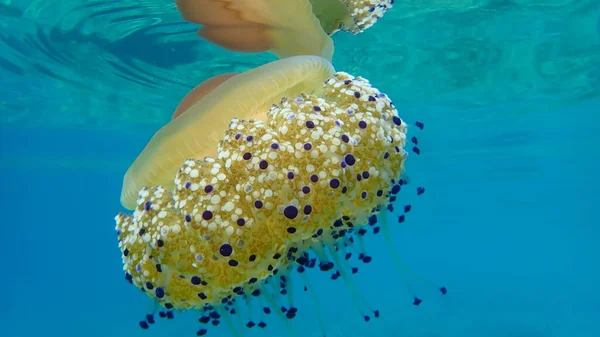 Akdeniz Anası Akdeniz Denizanası Veya Kızarmış Yumurta Denizanası Cotylorhiza Tuberculata — Stok fotoğraf