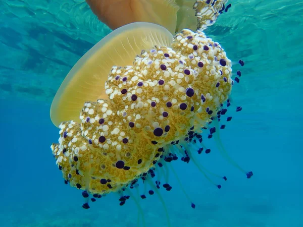 Akdeniz Anası Akdeniz Denizanası Veya Kızarmış Yumurta Denizanası Cotylorhiza Tuberculata — Stok fotoğraf