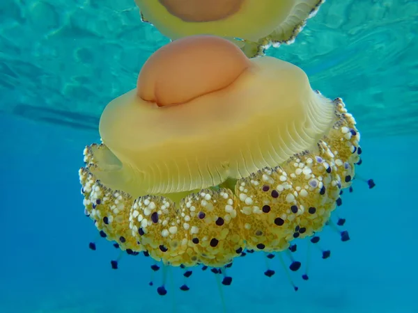 Akdeniz anası, Akdeniz denizanası veya kızarmış yumurta denizanası (Cotylorhiza tuberculata), Ege Denizi, Yunanistan, Halkidiki