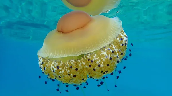 Akdeniz anası, Akdeniz denizanası veya kızarmış yumurta denizanası (Cotylorhiza tuberculata), Ege Denizi, Yunanistan, Halkidiki