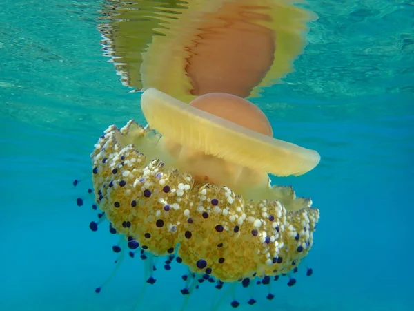 Akdeniz Anası Akdeniz Denizanası Veya Kızarmış Yumurta Denizanası Cotylorhiza Tuberculata — Stok fotoğraf