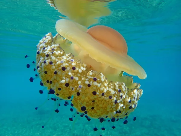 Akdeniz Anası Akdeniz Denizanası Veya Kızarmış Yumurta Denizanası Cotylorhiza Tuberculata — Stok fotoğraf