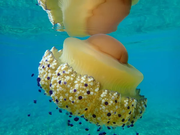 Mittelmeer Quallen Mittelmeer Gelee Oder Spiegelei Quallen Cotylorhiza Tuberculata Ägäis — Stockfoto