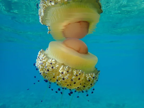 Meduza Śródziemnomorska Galaretka Śródziemnomorska Lub Meduza Cotylorhiza Tuberculata Morze Egejskie — Zdjęcie stockowe