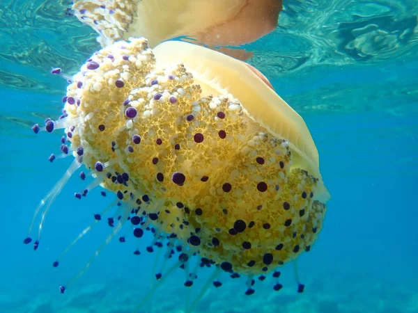 Akdeniz Anası Akdeniz Denizanası Veya Kızarmış Yumurta Denizanası Cotylorhiza Tuberculata — Stok fotoğraf