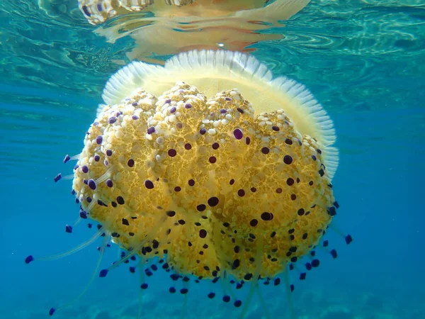 Medusas Mediterráneas Gelatina Mediterránea Medusas Huevo Frito Cotylorhiza Tuberculata Mar — Foto de Stock