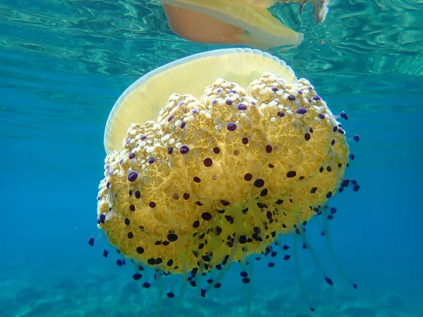 Middellandse Zeekwallen Mediterrane Gelei Gefrituurde Eigeel Cotylorhiza Tuberculata Egeïsche Zee — Stockfoto