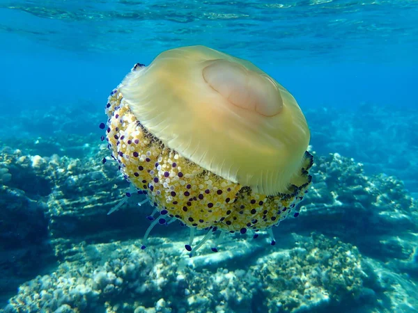 Akdeniz anası, Akdeniz denizanası veya kızarmış yumurta denizanası (Cotylorhiza tuberculata), Ege Denizi, Yunanistan, Halkidiki