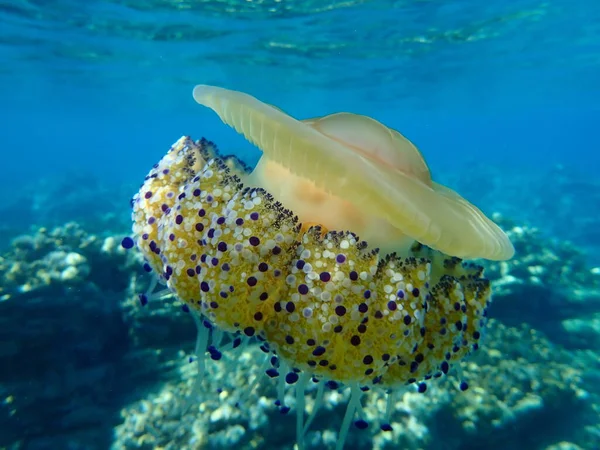 Földközi Tengeri Medúza Mediterrán Medúza Vagy Tükörtojás Medúza Cotylorhiza Tuberculata — Stock Fotó