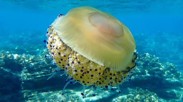 Medusas Mediterráneas Gelatina Mediterránea Medusas Huevo Frito Cotylorhiza Tuberculata Mar — Foto de Stock