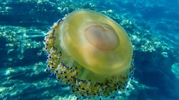 Mediterranean Jellyfish Mediterranean Jelly Fried Egg Jellyfish Cotylorhiza Tuberculata Aegean — Stock Photo, Image