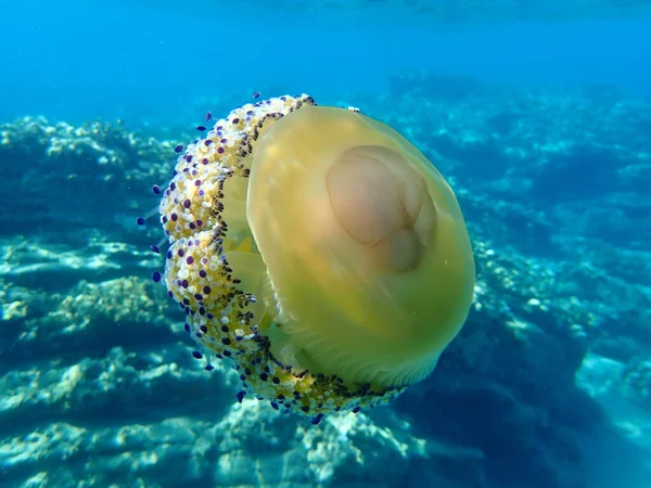 Meduse Mediterranee Meduse Mediterranee Meduse Fritte All Uovo Cotylorhiza Tuberculata — Foto Stock