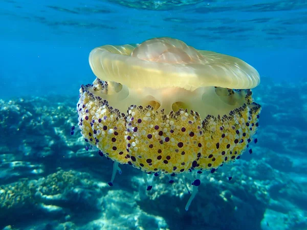 Medusas Mediterráneas Gelatina Mediterránea Medusas Huevo Frito Cotylorhiza Tuberculata Mar — Foto de Stock