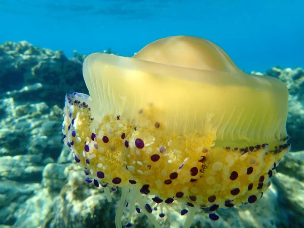 Földközi Tengeri Medúza Mediterrán Medúza Vagy Tükörtojás Medúza Cotylorhiza Tuberculata — Stock Fotó