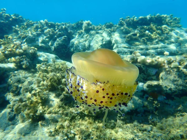 Földközi Tengeri Medúza Mediterrán Medúza Vagy Tükörtojás Medúza Cotylorhiza Tuberculata — Stock Fotó