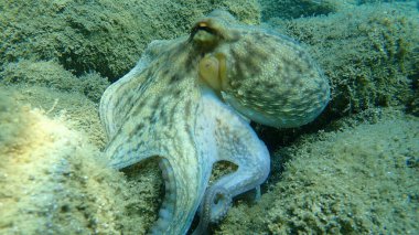 Genel ahtapot (Octopus vulgaris) avı, Ege Denizi, Yunanistan, Halkidiki