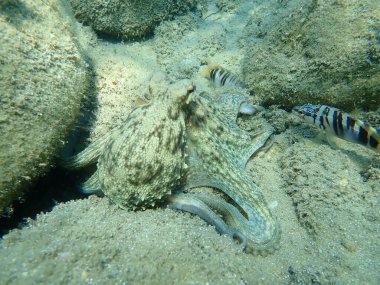 Genel ahtapot (Octopus vulgaris) avı, Ege Denizi, Yunanistan, Halkidiki