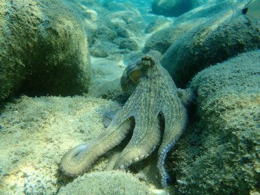Genel ahtapot (Octopus vulgaris) avı, Ege Denizi, Yunanistan, Halkidiki