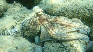 Genel ahtapot (Octopus vulgaris) avı, Ege Denizi, Yunanistan, Halkidiki