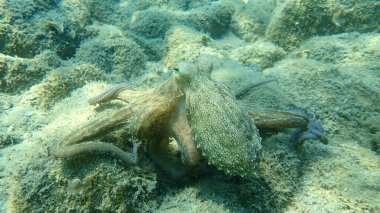 Genel ahtapot (Octopus vulgaris) avı, Ege Denizi, Yunanistan, Halkidiki