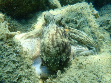Genel ahtapot (Octopus vulgaris) avı, Ege Denizi, Yunanistan, Halkidiki