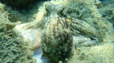 Genel ahtapot (Octopus vulgaris) avı, Ege Denizi, Yunanistan, Halkidiki