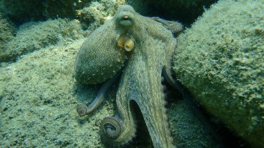 Genel ahtapot (Octopus vulgaris) avı, Ege Denizi, Yunanistan, Halkidiki