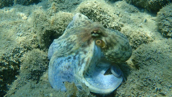 Polvo Comum Octopus Vulgaris Caça Mar Egeu Grécia Halkidiki — Fotografia de Stock